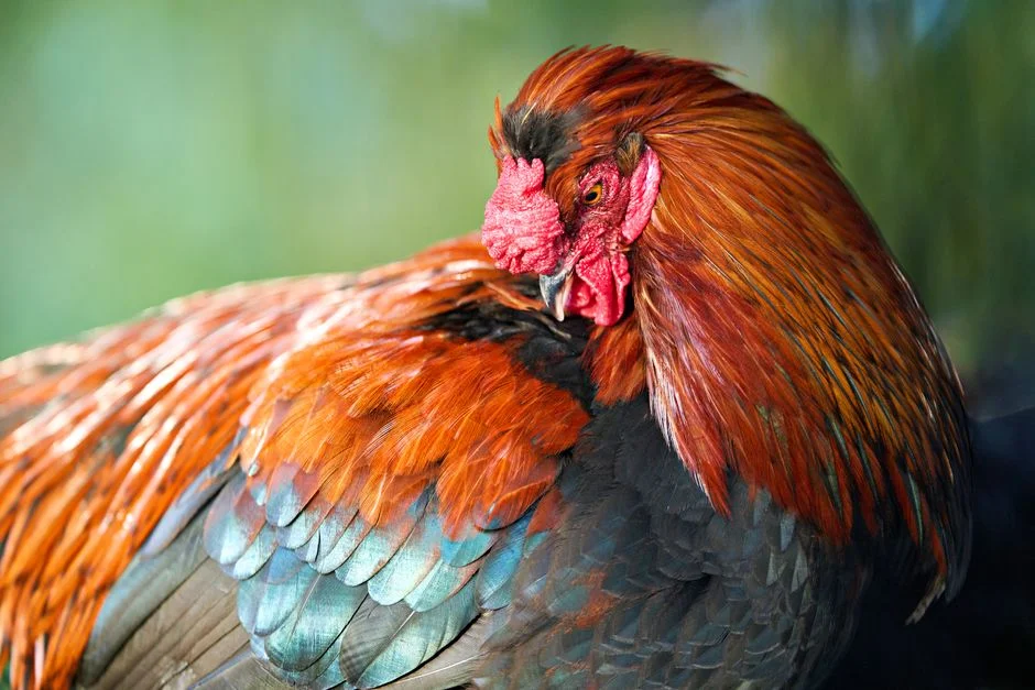 Africa's Rooster Moment: Why the Continent Must Set Its Own Agenda — Environment Nature