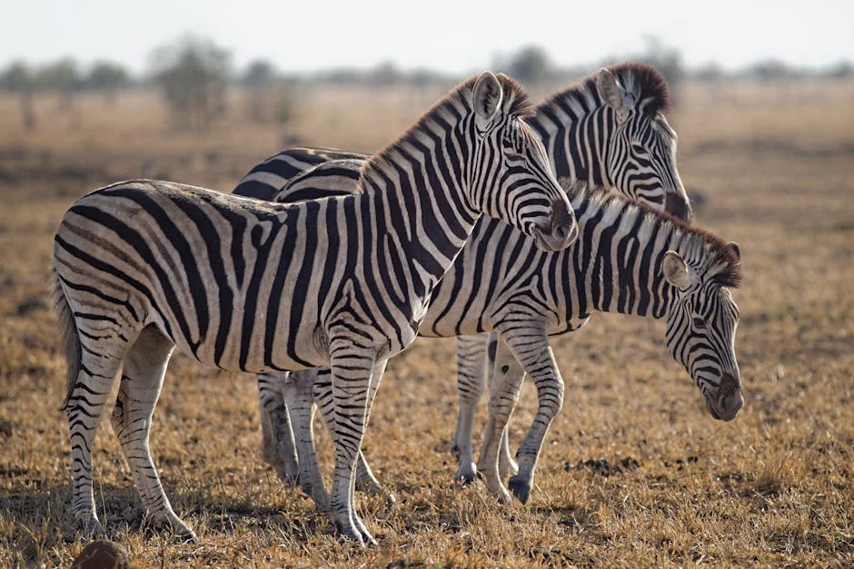 Buffett-Backed African Parks Promotes Local Tourism to Save White Rhinos — Politics Governance