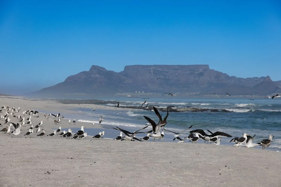 Cape Town Jazz Festival Goes Month-Long — Georgia Jones Reveals Biggest Run Yet — Economy Business