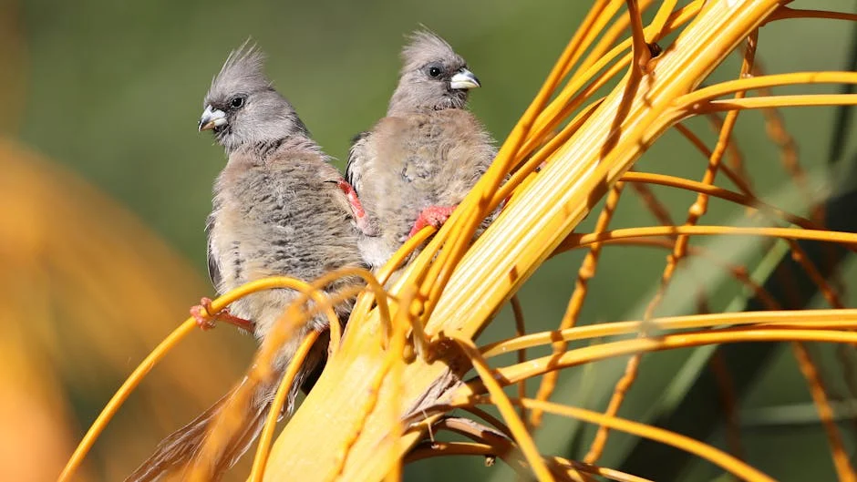 Colombia's Birding Boom Reveals Africa's Untapped Ecotourism Potential