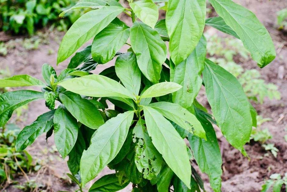 Global Warming Threatens 40% of Amazon Plant Species — Scientists Warn of Irreversible Loss — Politics Governance