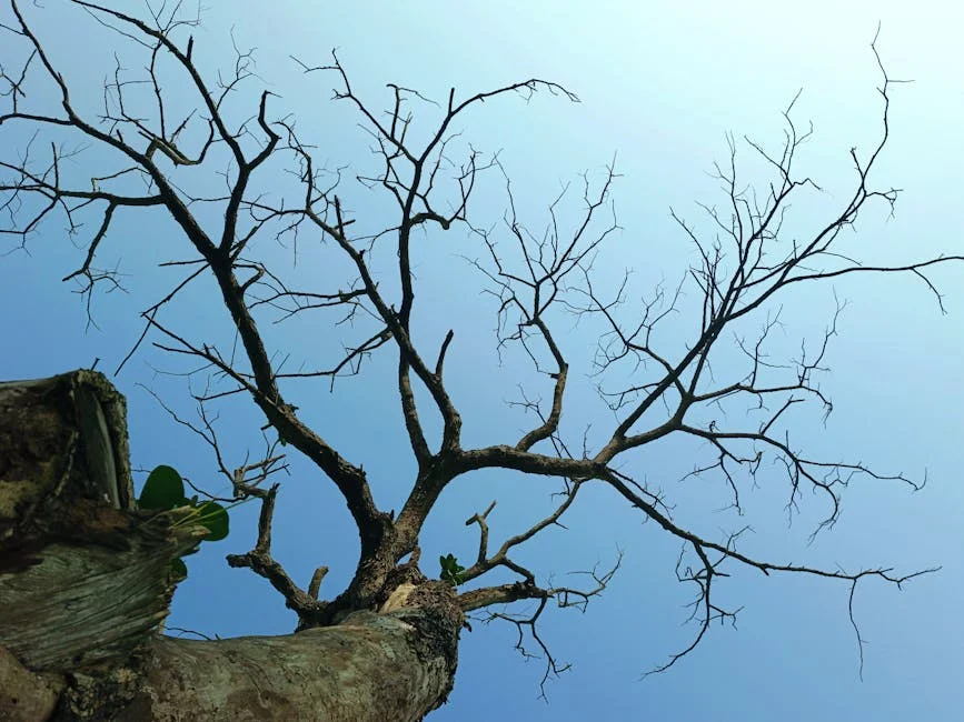 Hyderabad Environmentalists Challenge Tree Protection Committee's Authority — Economy Business