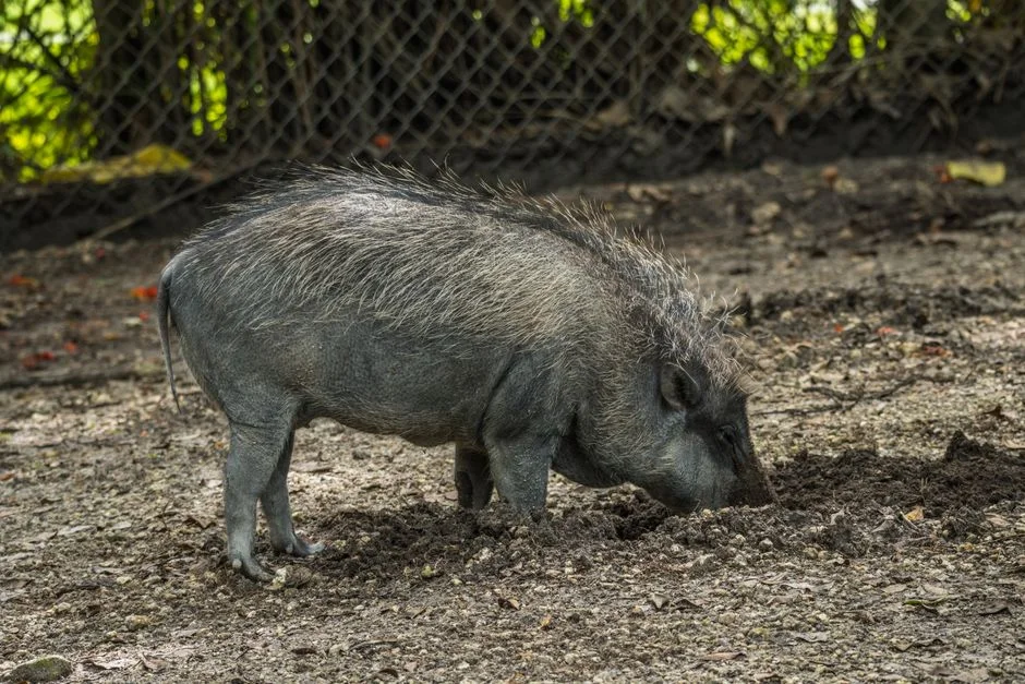 Meghalaya Battles African Swine Fever — 15 Villages Under Lockdown — Economy Business