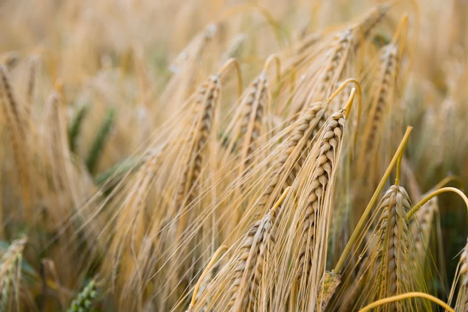 Nigeria Bans Wheat Imports — and Prices Are Already Rising — Technology Innovation