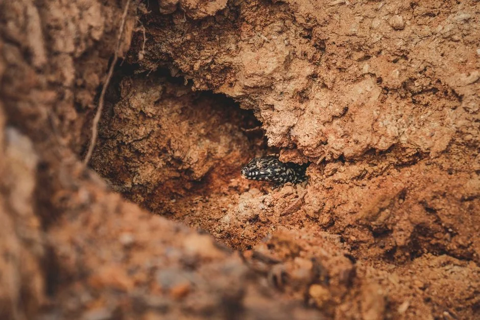 Researchers Find Dozens of New Species in Angola's Unexplored Frontier — Environment Nature