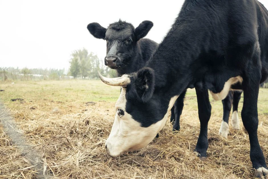 Rwanda's Royal Cattle Get Poetry and Music — Centuries After Kingdom's Peak — Economy Business