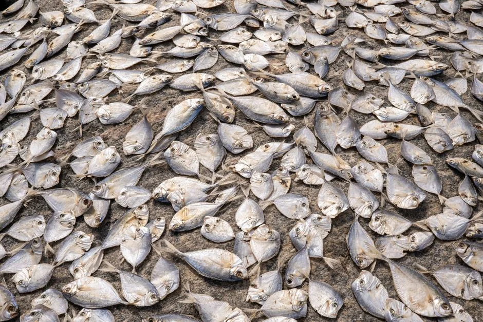 Sierra Leone Fishermen Demand Government Action Against Chinese Trawler Fleet — Politics Governance