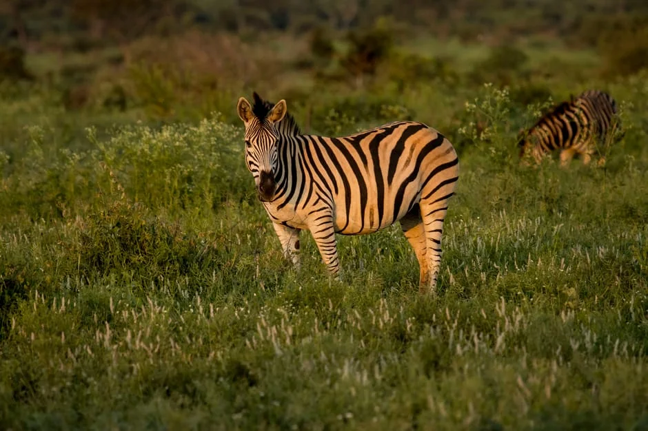 South Africa Launches New Initiative to Ensure Responsible Offshore Development — Environment Nature