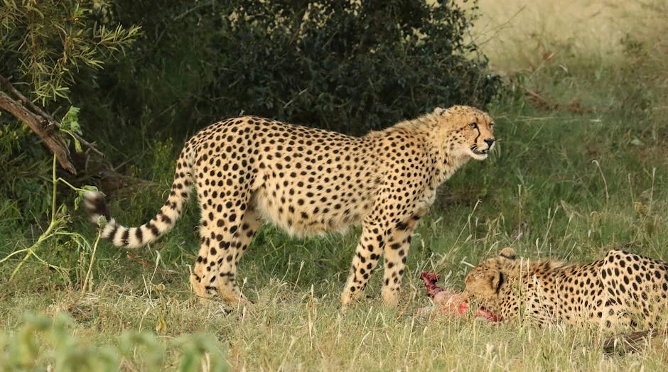 South Africa Locks Down Kruger Ahead of SADC Ministers’ Summit — Health Medicine