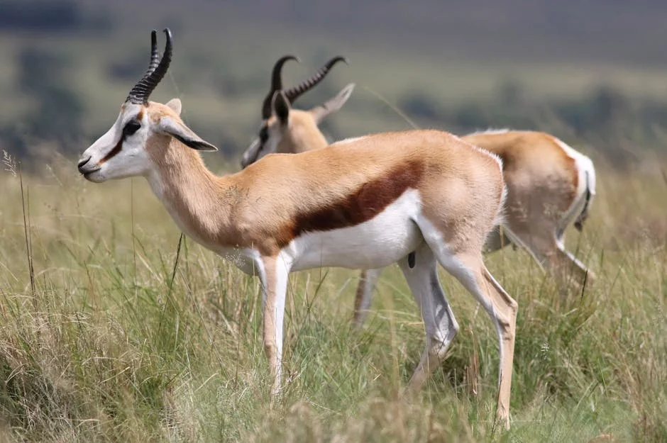 South Africa Unveils New Criminal Tactic Targeting Taxpayer Bank Accounts — Environment Nature