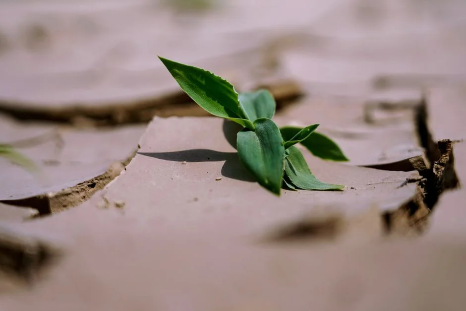 South Africa's Green Shoots Initiative Aims to Revitalize Economy Amid Crisis — Politics Governance