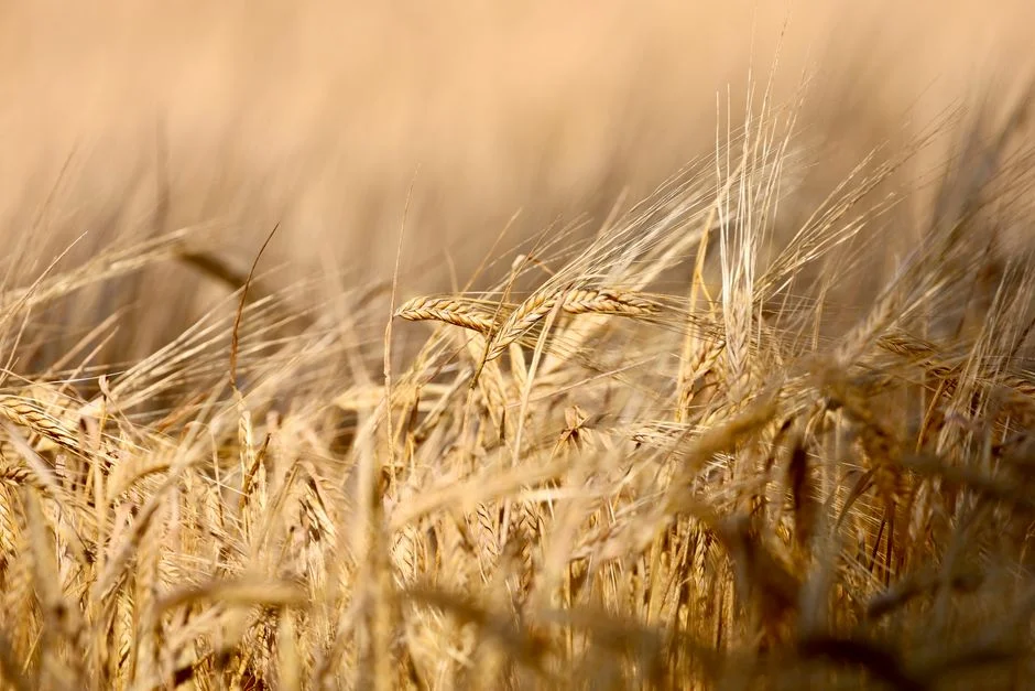 The Crop Estimates Committee Confirms South Africa Braces for Record Grain Harvest in 2026 — Technology Innovation
