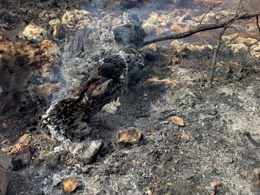 Tongaat Hulett Collapse Threatens Three South African Towns with Ghost Status — Politics Governance