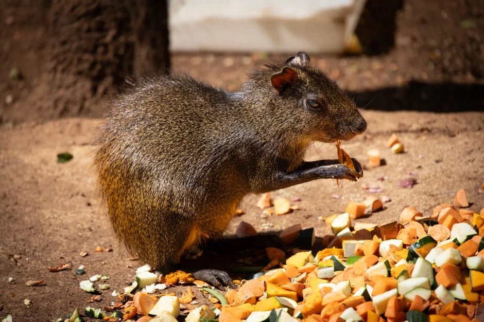 WHO Declares Global Hantavirus Outbreak Over After International Response — Health Medicine