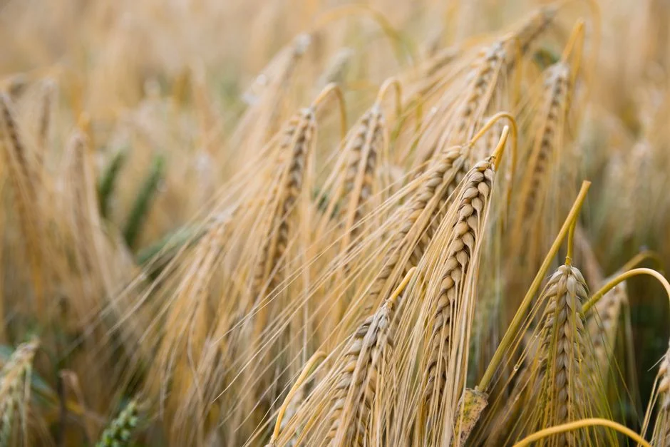 Zimbabwe Rejects Wheat Imports — Indigenous Crops Take Centre Stage — Health Medicine