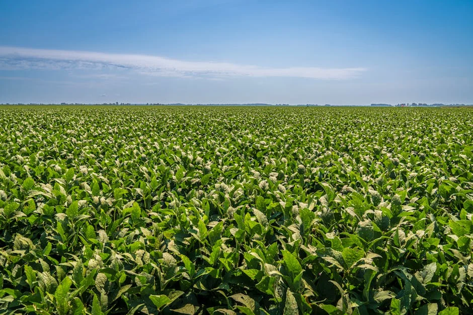 Zimbabwe Smallholders Drive Tobacco Boom Amid Global Shifts — Politics Governance